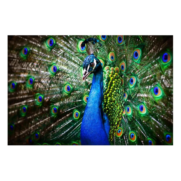 Magneetborden Noble Peacock
