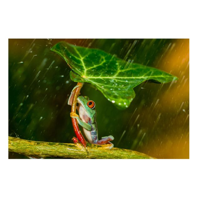 Magneetborden Frog In The Rain