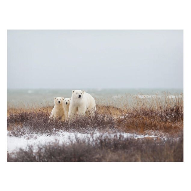 Magneetborden Polar Bear And Her Cubs