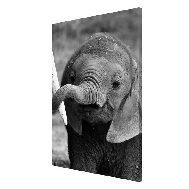 Magneetborden Baby Elephant