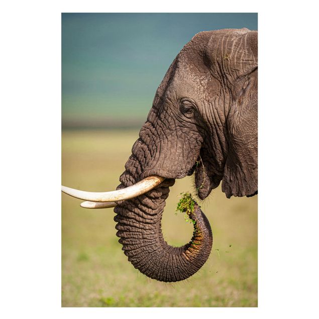 Magneetborden Feeding Elephants In Africa