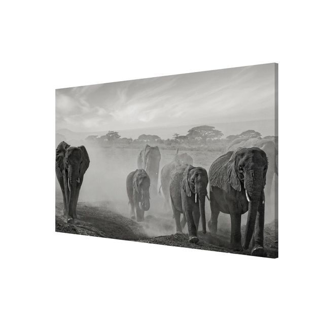 Magneetborden Herd Of Elephants