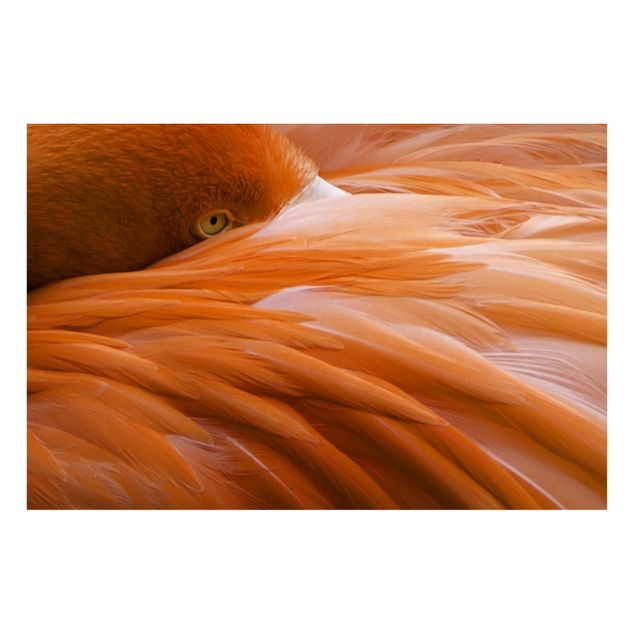 Magneetborden Flamingo Feathers