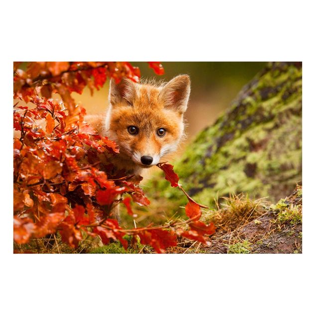 Magneetborden Fox In Autumn