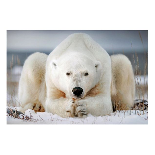 Magneetborden Contemplative Polar Bear