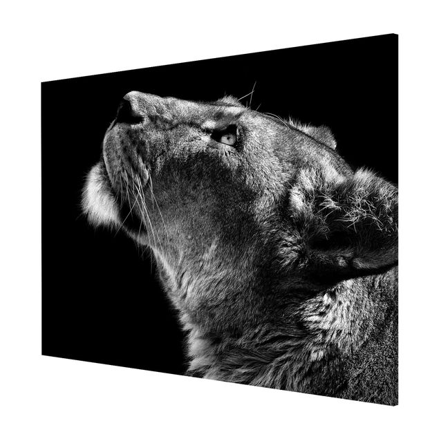 Magneetborden Portrait Of A Lioness