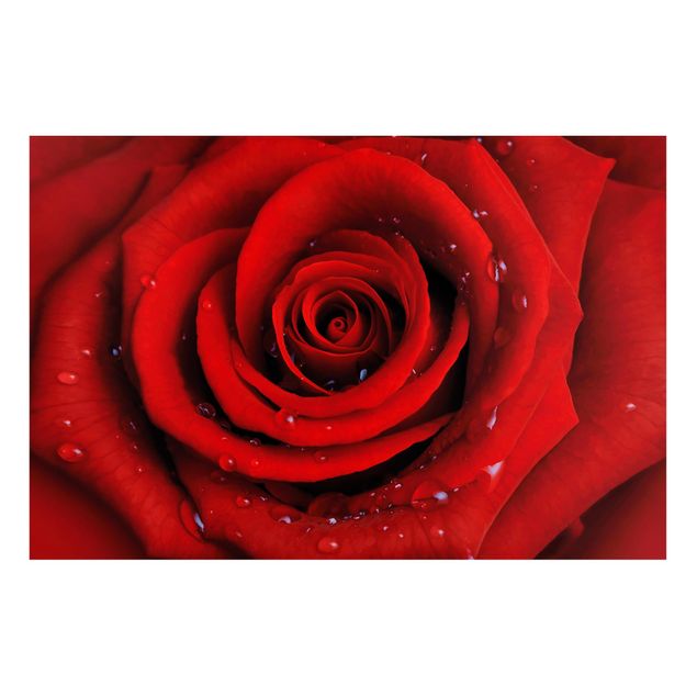Magneetborden Red Rose With Water Drops