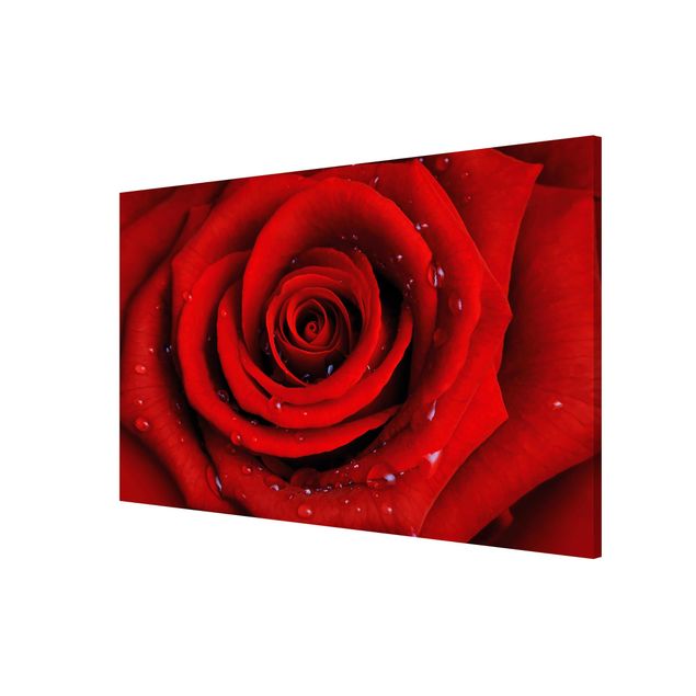 Magneetborden Red Rose With Water Drops