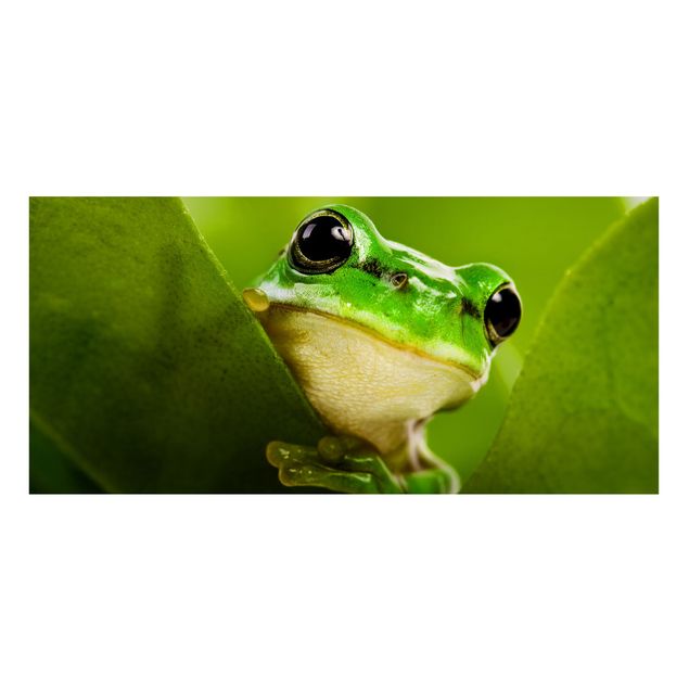 Magneetborden Frog