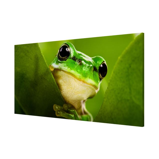 Magneetborden Frog