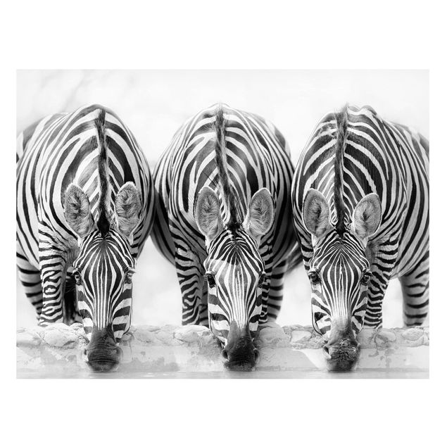 Magneetborden Zebra Trio In Black And White