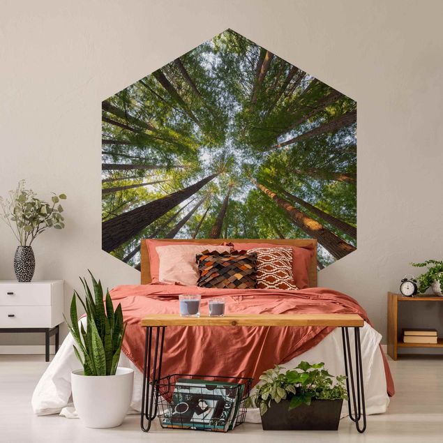 Hexagon Behang Sequoia Tree Tops