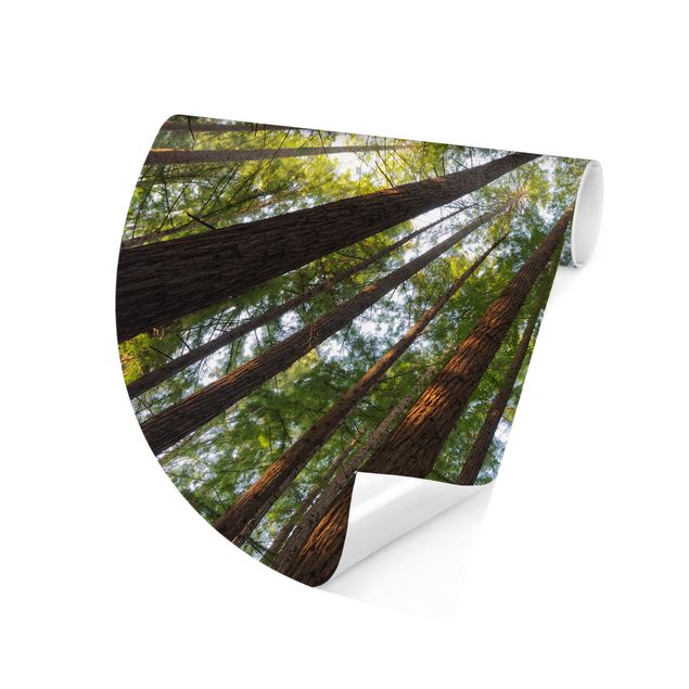 Behangcirkel Sequoia Tree Tops