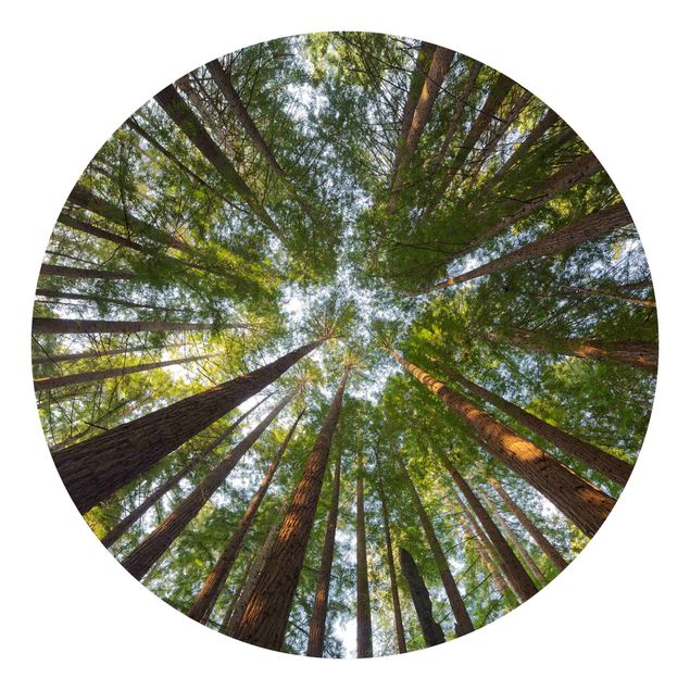 Behangcirkel Sequoia Tree Tops
