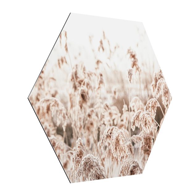 Hexagons Aluminium Dibond schilderijen An Ocean Of Sunlit Reed