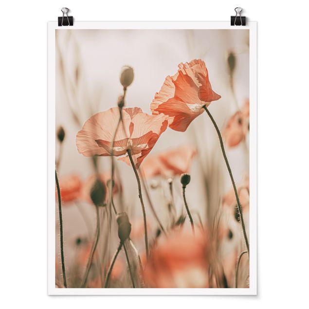 Posters Poppy Flowers In Summer Breeze