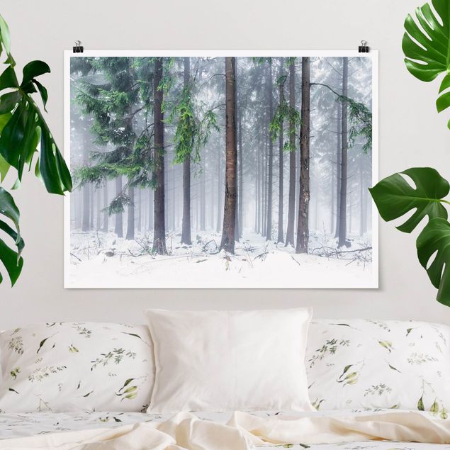 Posters Conifers In Winter