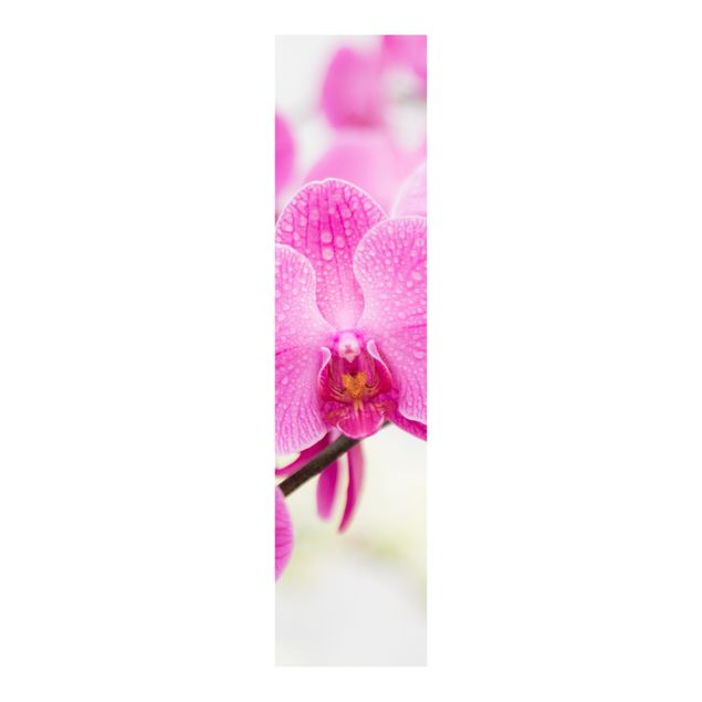 Schuifgordijnen Close-Up Orchid