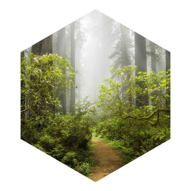 Hexagon Behang Misty Forest Path
