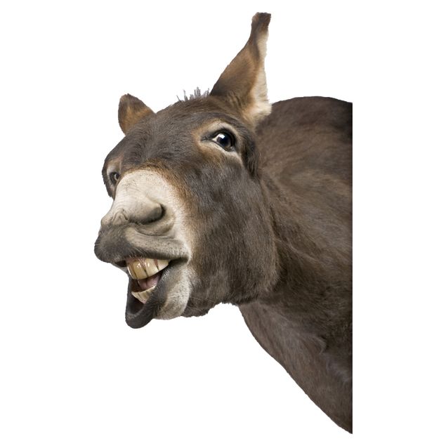 Raamstickers Curious Donkey