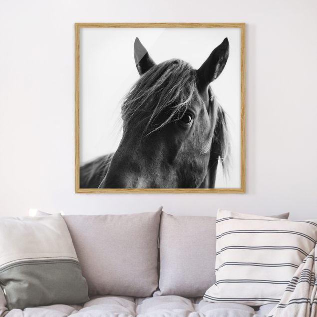 Ingelijste posters Curious Horse