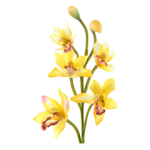 Muurstickers bloemen No.173 Orchid Yellow