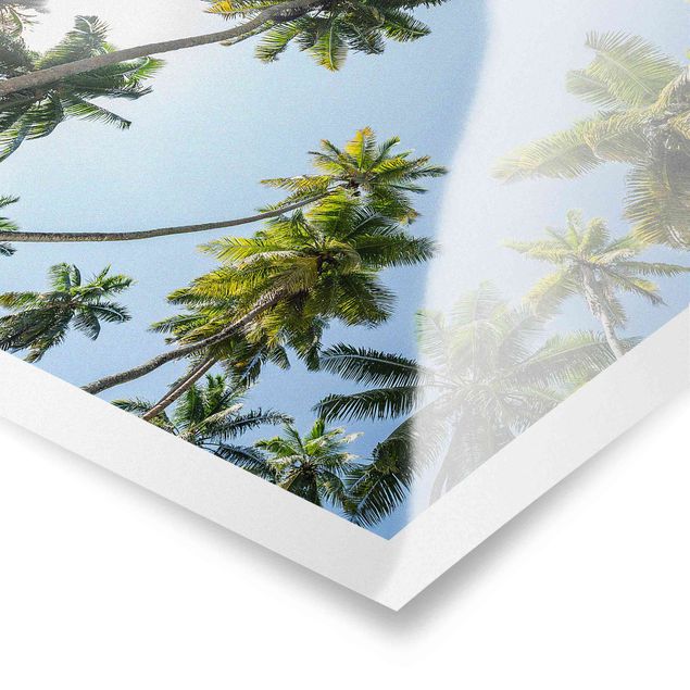 Posters Palm Tree Canopy