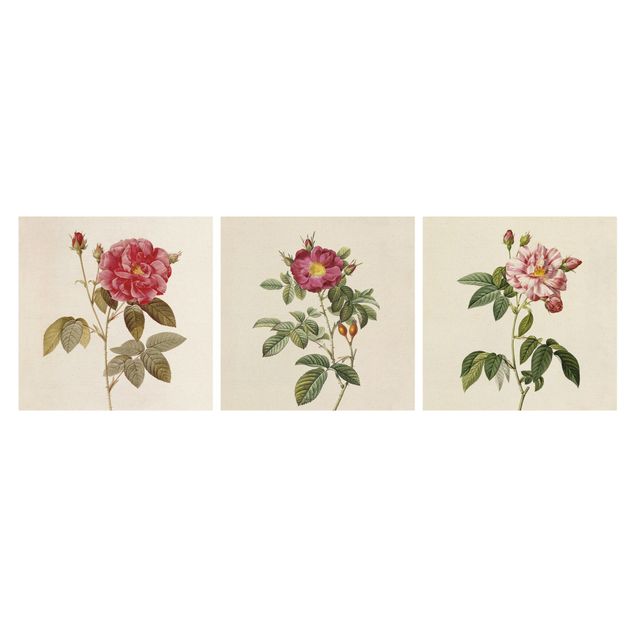 Natuurlijk canvas schilderijen - 3-delig Pierre Joseph Redouté - Roses