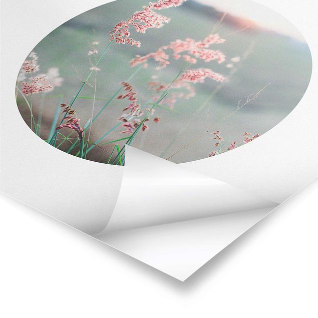 Posters Pink Flowers In A Circle