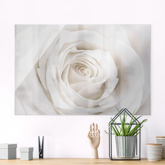 Glas Magnetboard Pretty White Rose