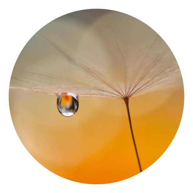 Behangcirkel Dandelion In Orange
