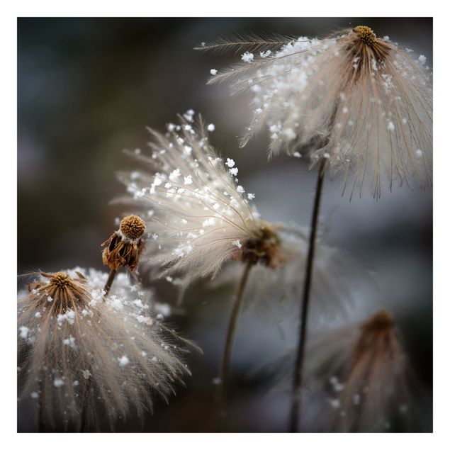 Fotobehang Dandelions With Snowflakes