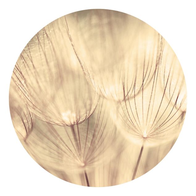 Behangcirkel Dandelions Close-Up In Cozy Sepia Tones