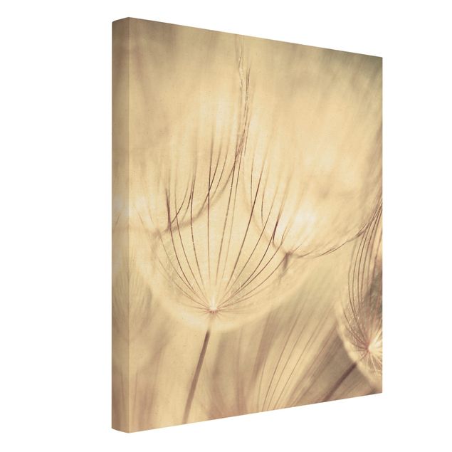 Canvas schilderijen - Goud Dandelions Close-Up In Cozy Sepia Tones
