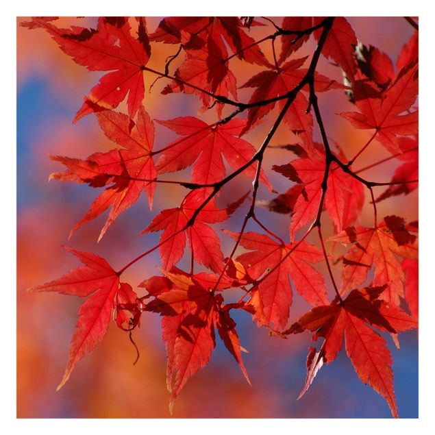 Fotobehang Red Maple