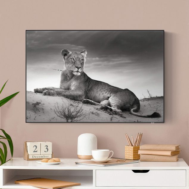 Akoestisch schilderij - Resting Lion