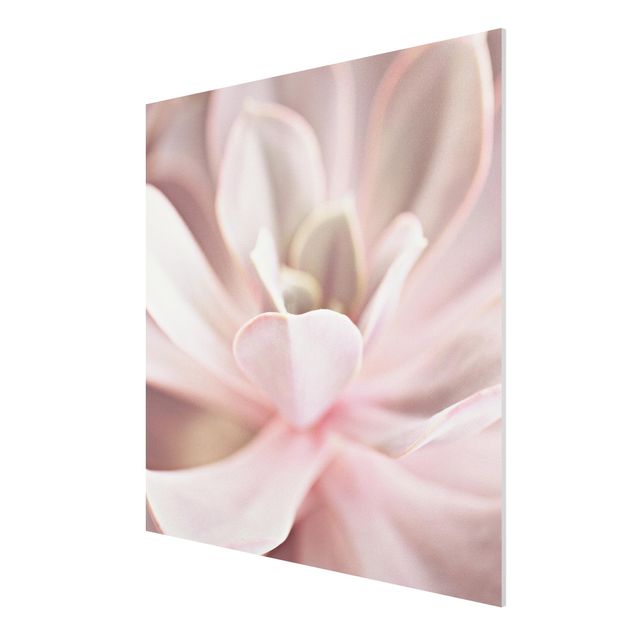 Forex schilderijen Light Pink Succulent Flower