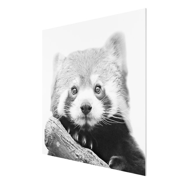 Forex schilderijen Red Panda In Black And White