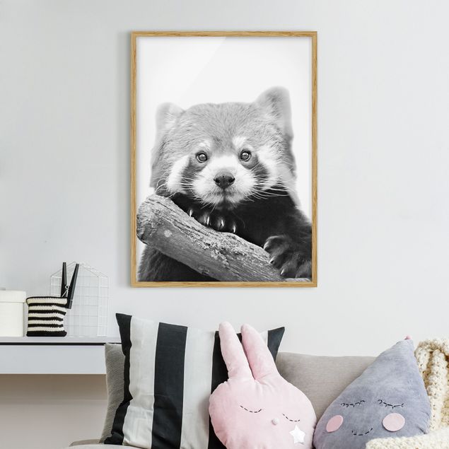 Ingelijste posters Red Panda In Black And White