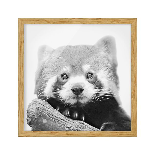Ingelijste posters Red Panda In Black And White