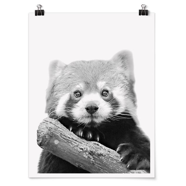 Posters Red Panda In Black And White