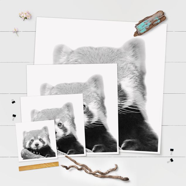 Posters Red Panda In Black And White