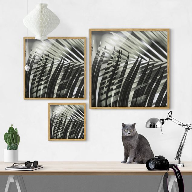 Ingelijste posters Interplay Of Shaddow And Light On Palm Fronds