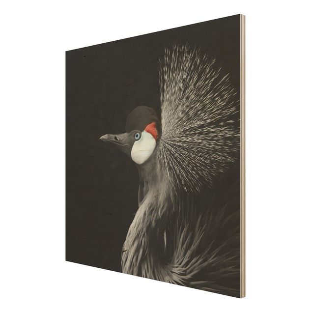 Houten schilderijen Black Crowned Crane