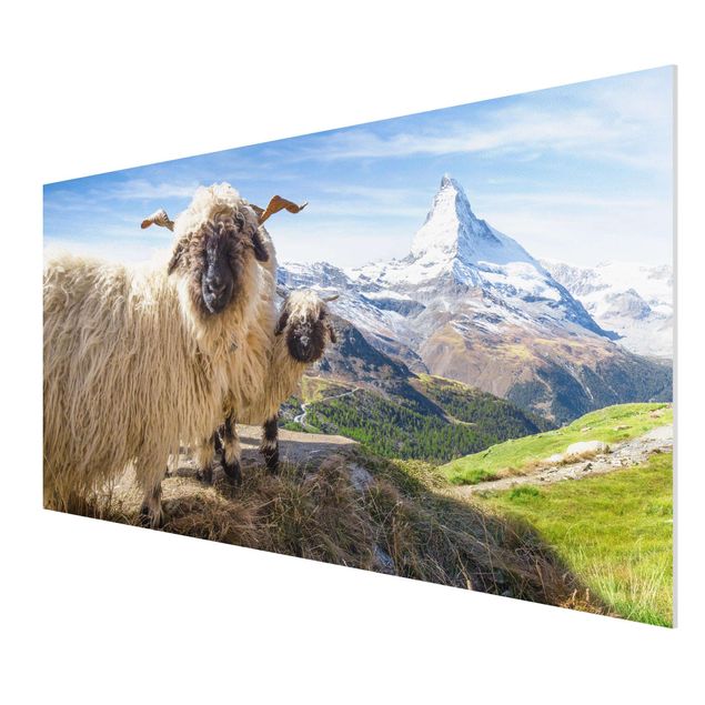 Forex schilderijen Blacknose Sheep Of Zermatt