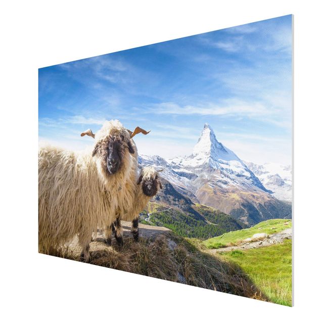 Forex schilderijen Blacknose Sheep Of Zermatt