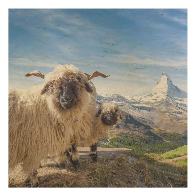 Houten schilderijen Blacknose Sheep Of Zermatt