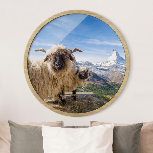 Gerahmte Bilder Rund Blacknose Sheep Of Zermatt