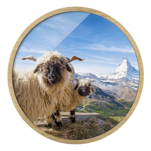 Rond schilderijen Pecore naso nero di Zermatt