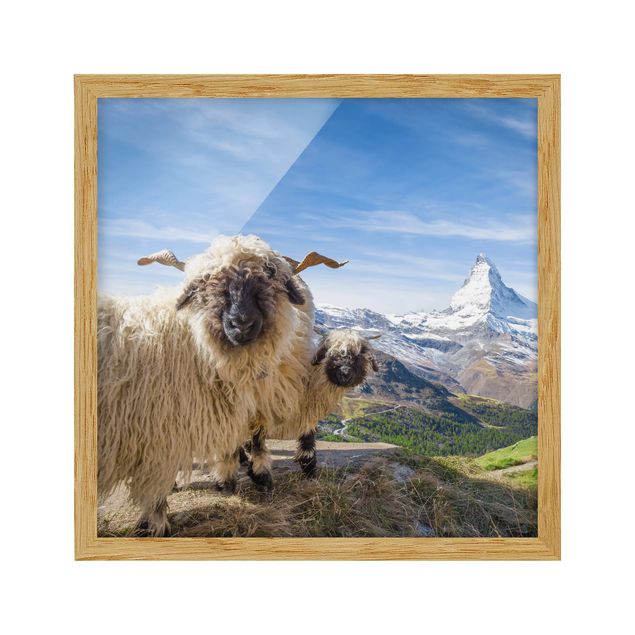 Ingelijste posters Blacknose Sheep Of Zermatt